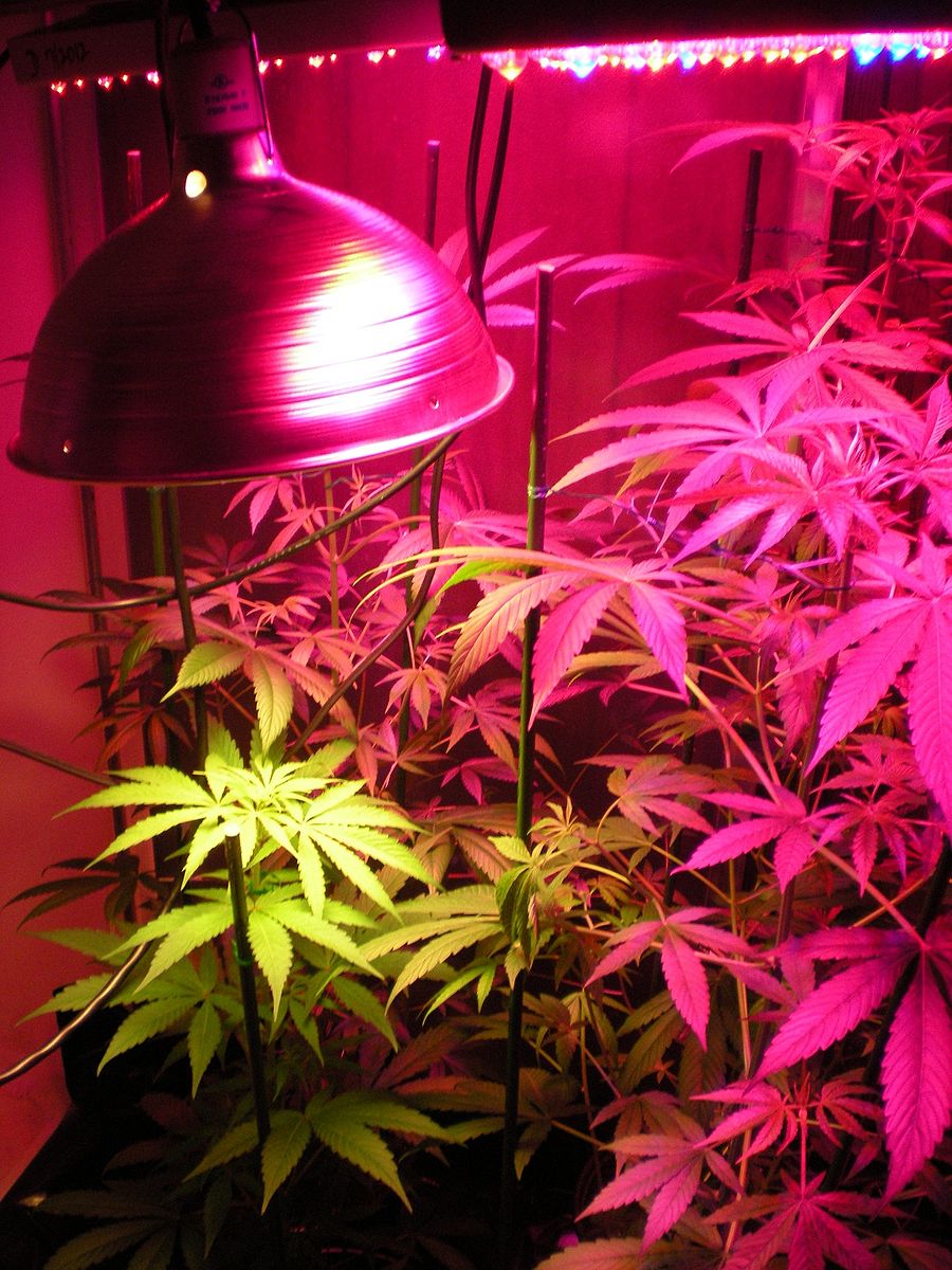 ndoor_hybrid_medical_cannabis_Growing