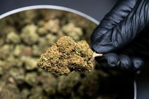 cannabis bud being picked up with black glove
