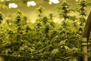 cannabis growing under yellow light