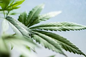 cannabis leaves on blue background