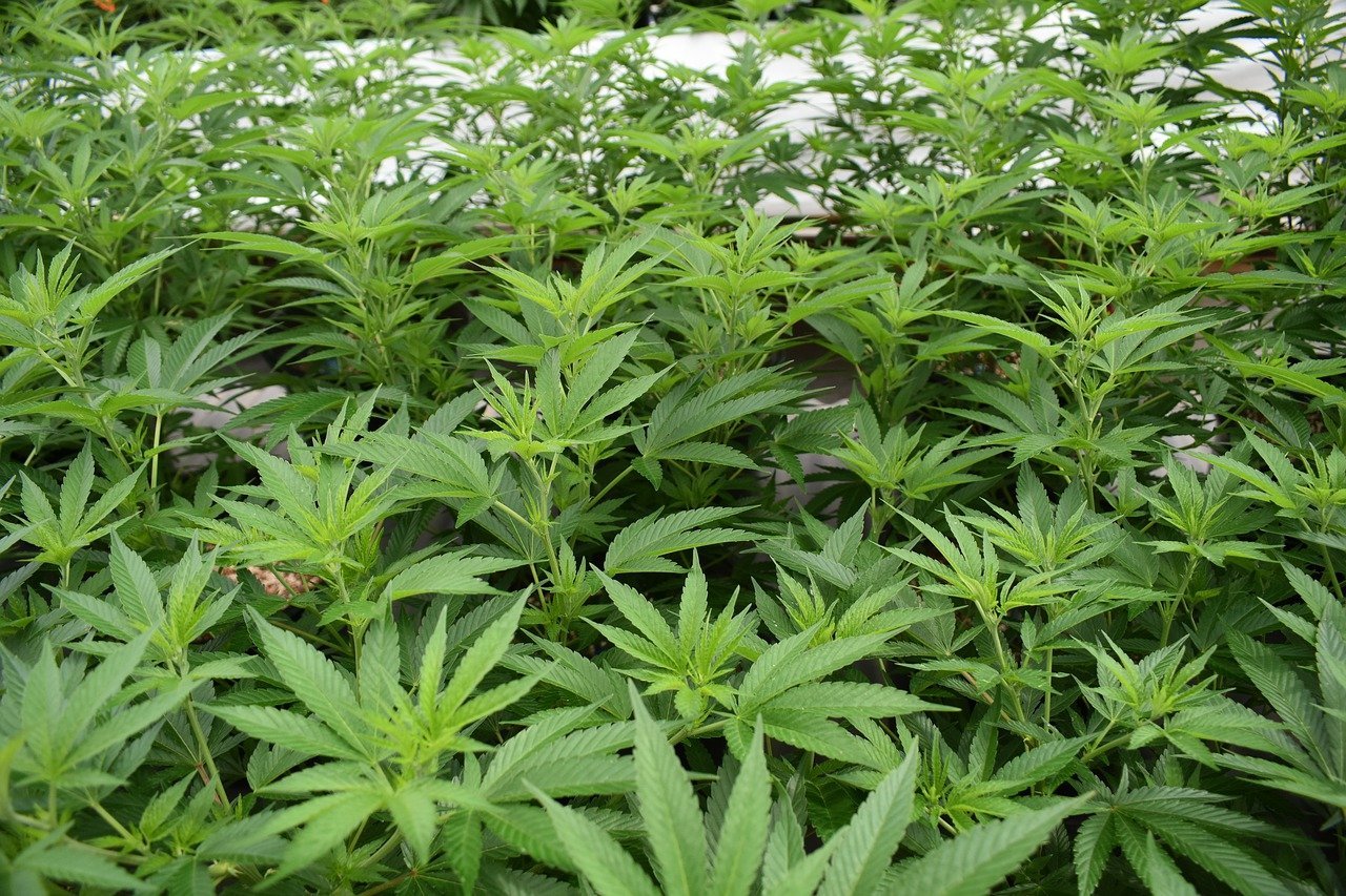 cannabis leaves