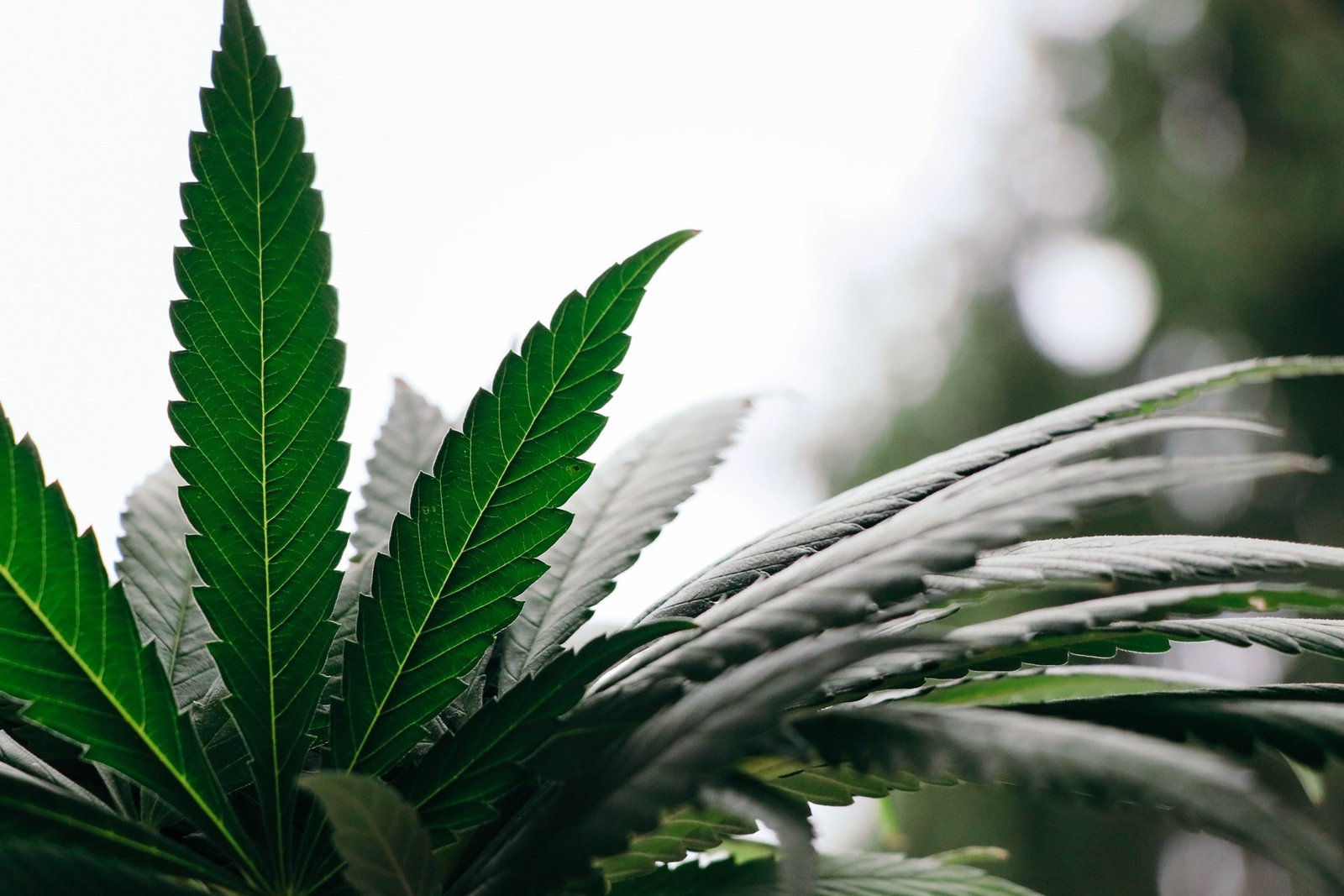 cannabis plant close up