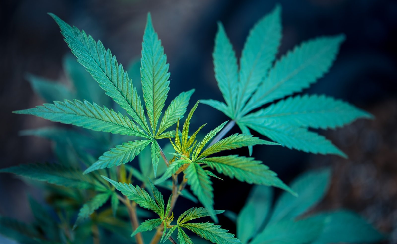 cannabis plant