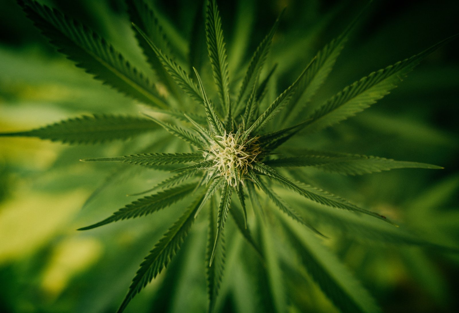 close up of hemp leaf