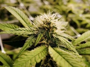 close up of marijuana flower