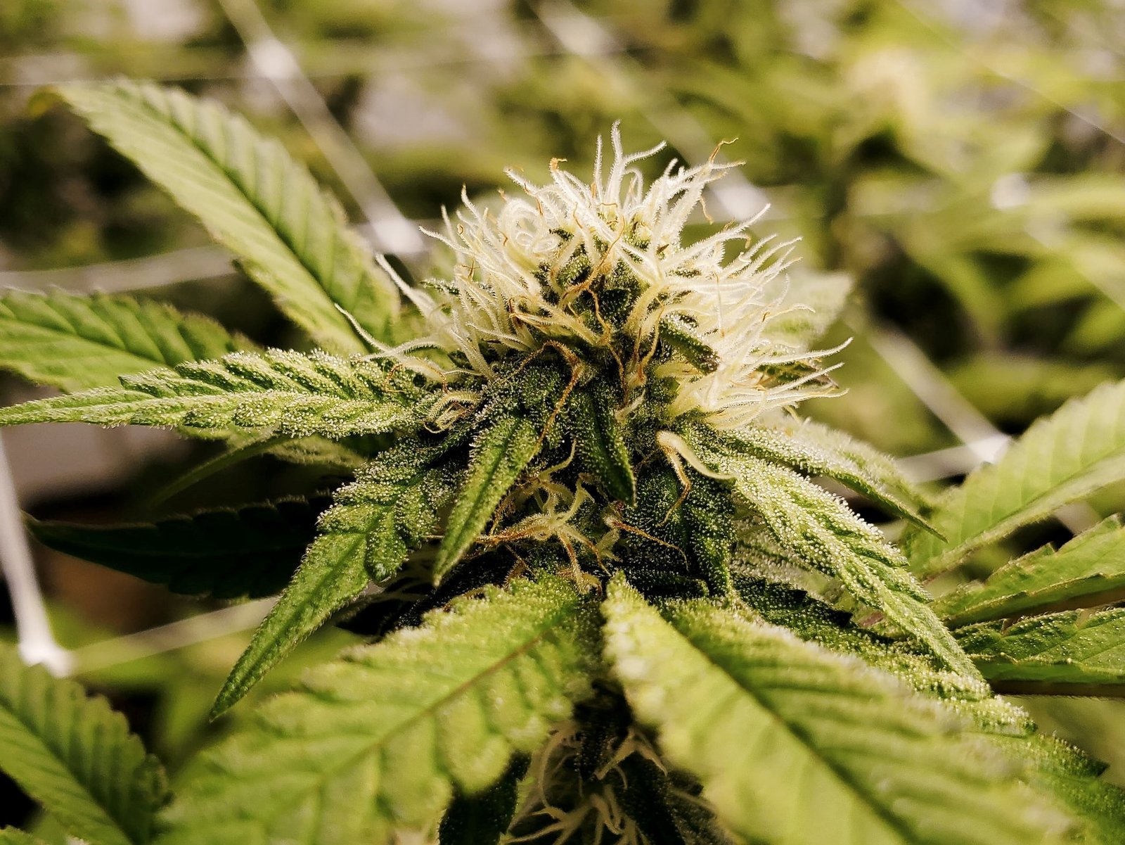 close up of marijuana flower