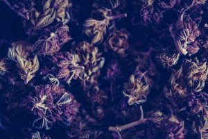 hemp flowers close up in purple light