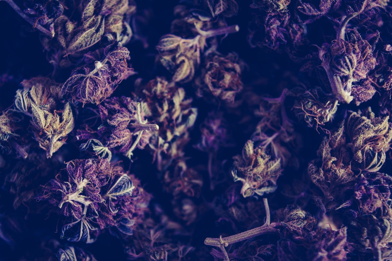 hemp flowers close up in purple light