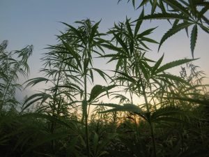 hemp plants growing outside