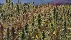 huge hemp field
