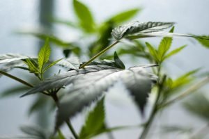 leaves of cannabis plant