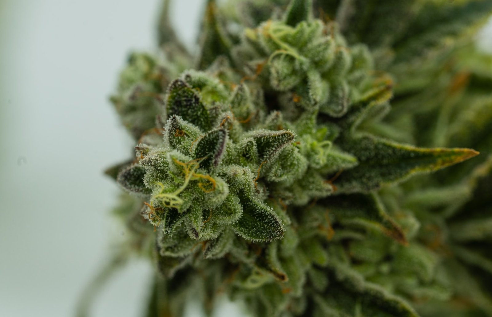 marijuana bud and crystals