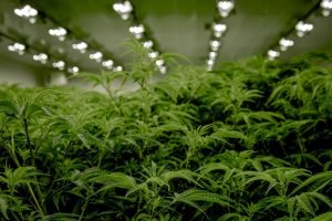 marijuana plants growing tall indoors