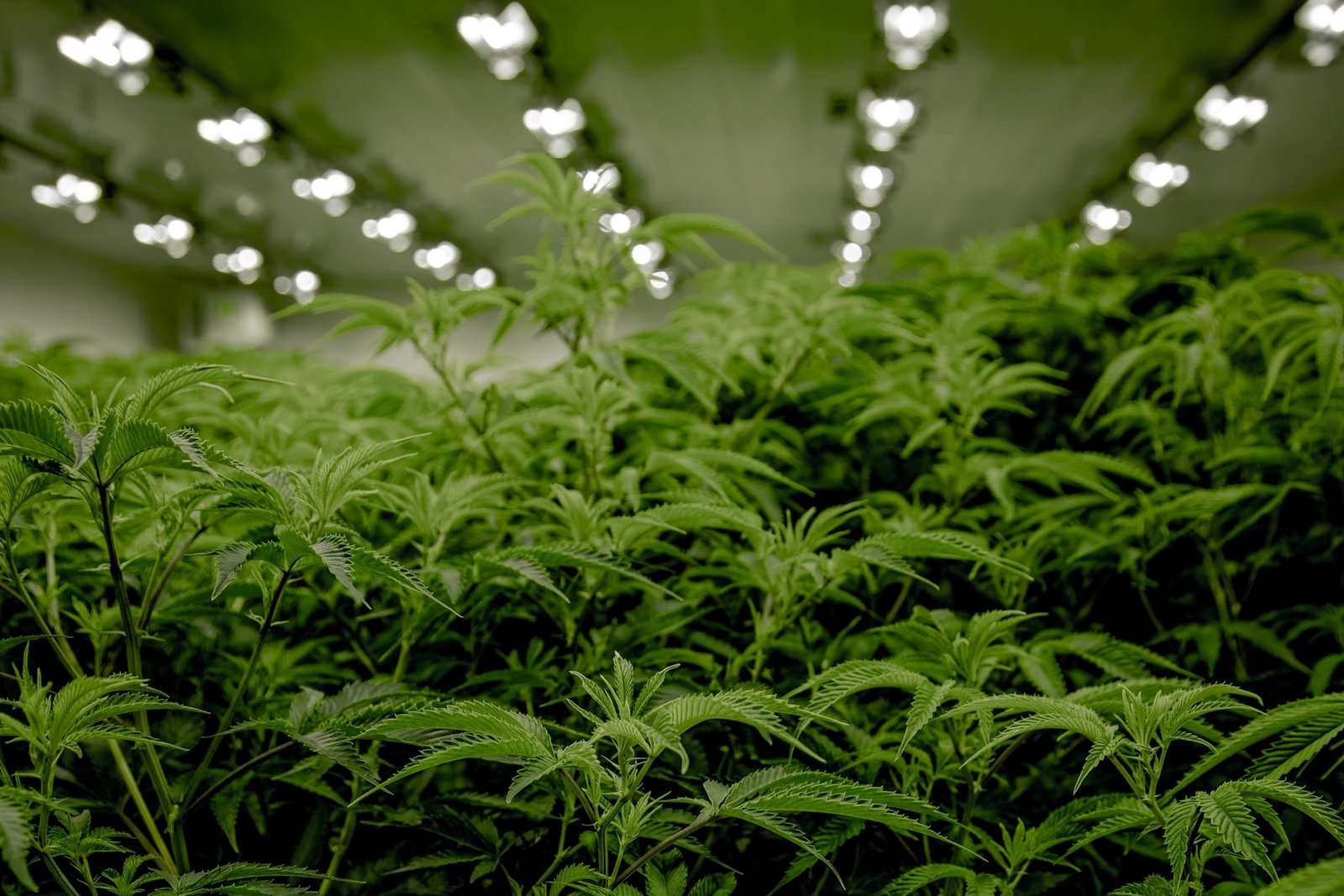 marijuana plants growing tall indoors