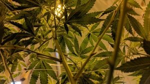 plants in grow tent