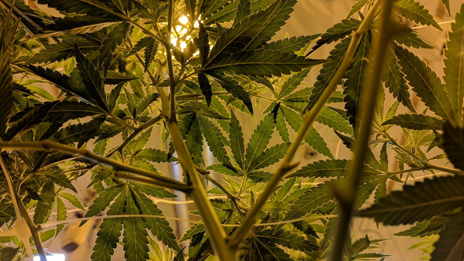 plants in grow tent