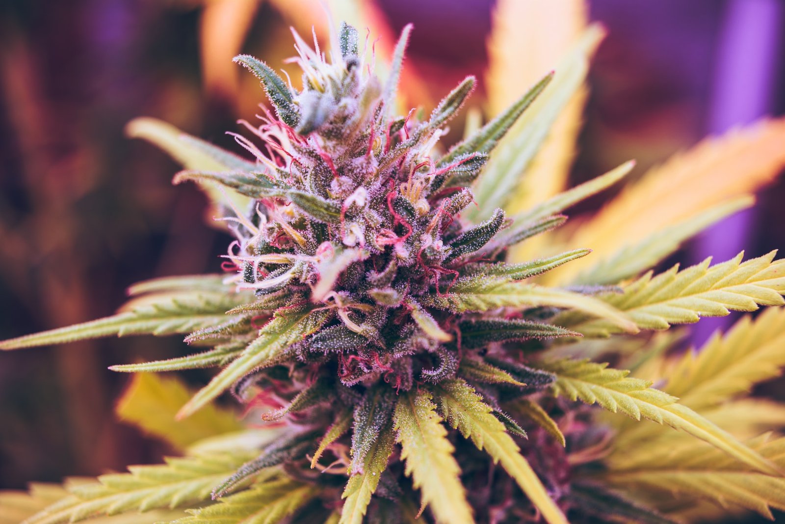 purple flowers on marijuana
