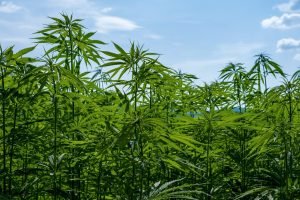 tall hemp plants and blue sky