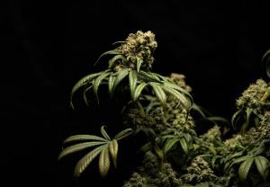 weed flowers against black background
