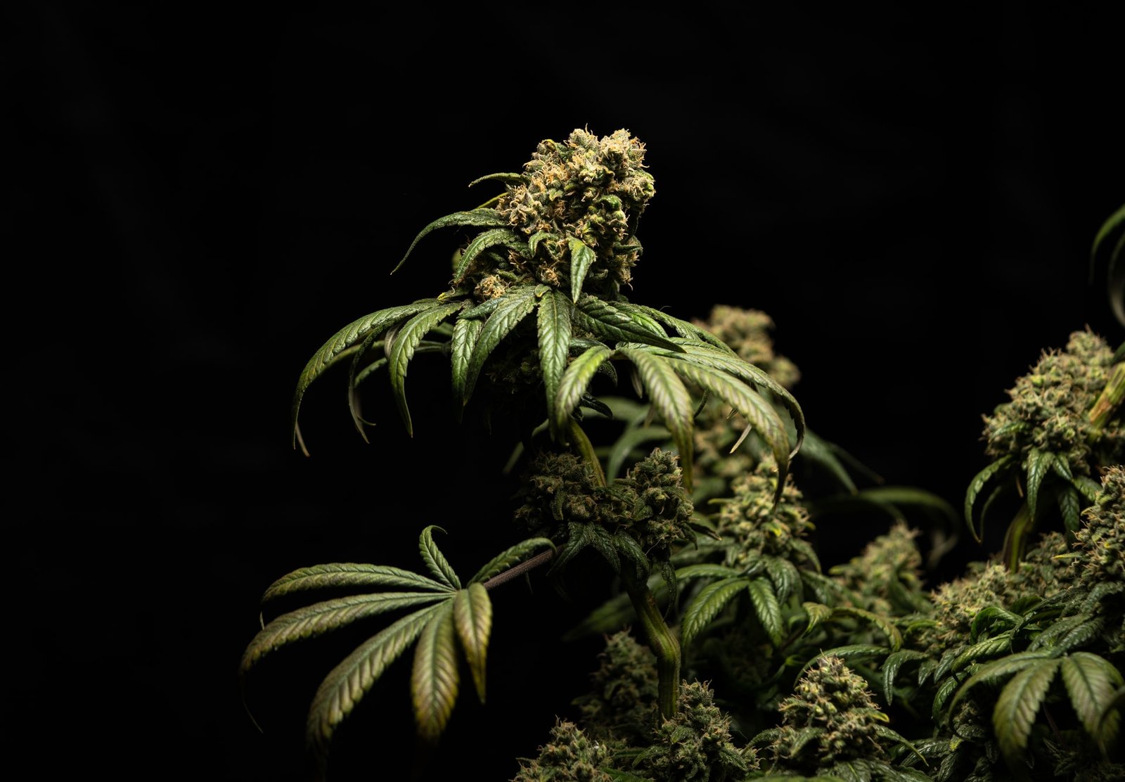 weed flowers against black background