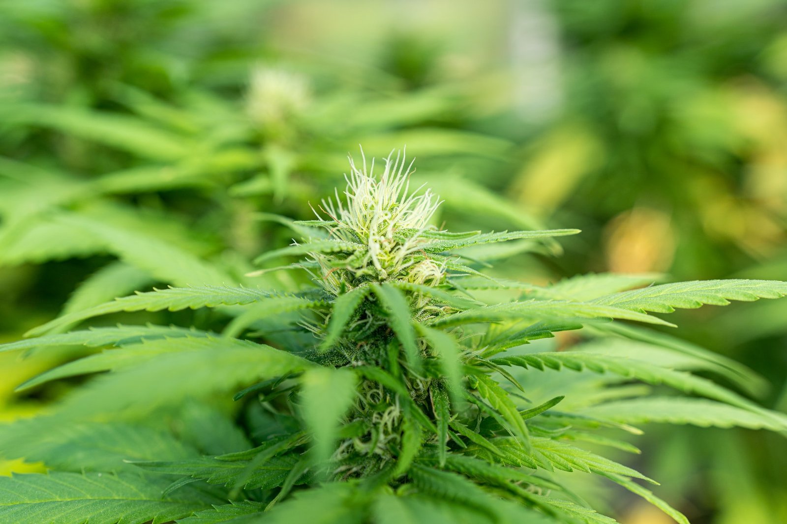 weed plant green leaves