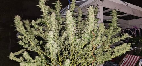 AK-47 Feminized Seeds (+Free Seeds) photo review