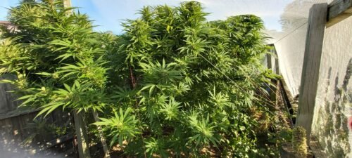 Gorilla Glue Feminized Seeds photo review