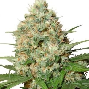 CG Australia AK-47 Cannabis Seeds for sale in Australia