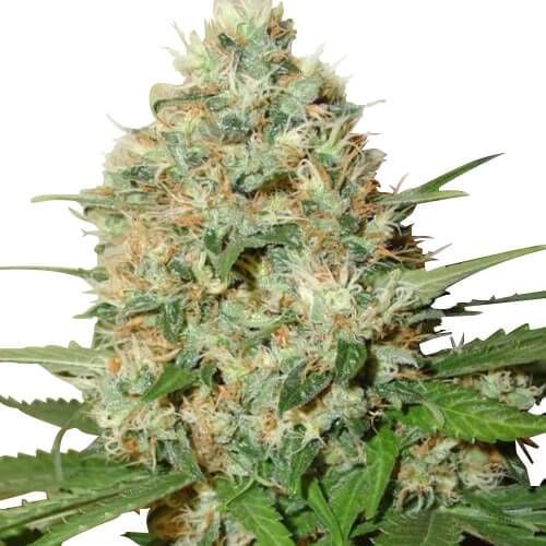 CG Australia AK-47 Cannabis Seeds for sale in Australia