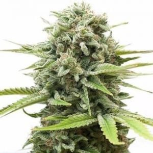 OG Kush Feminized Seeds