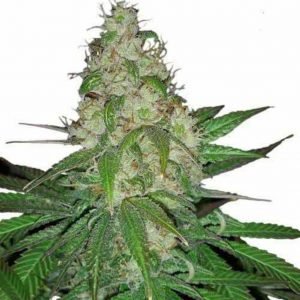 Sour Diesel Feminized Seeds
