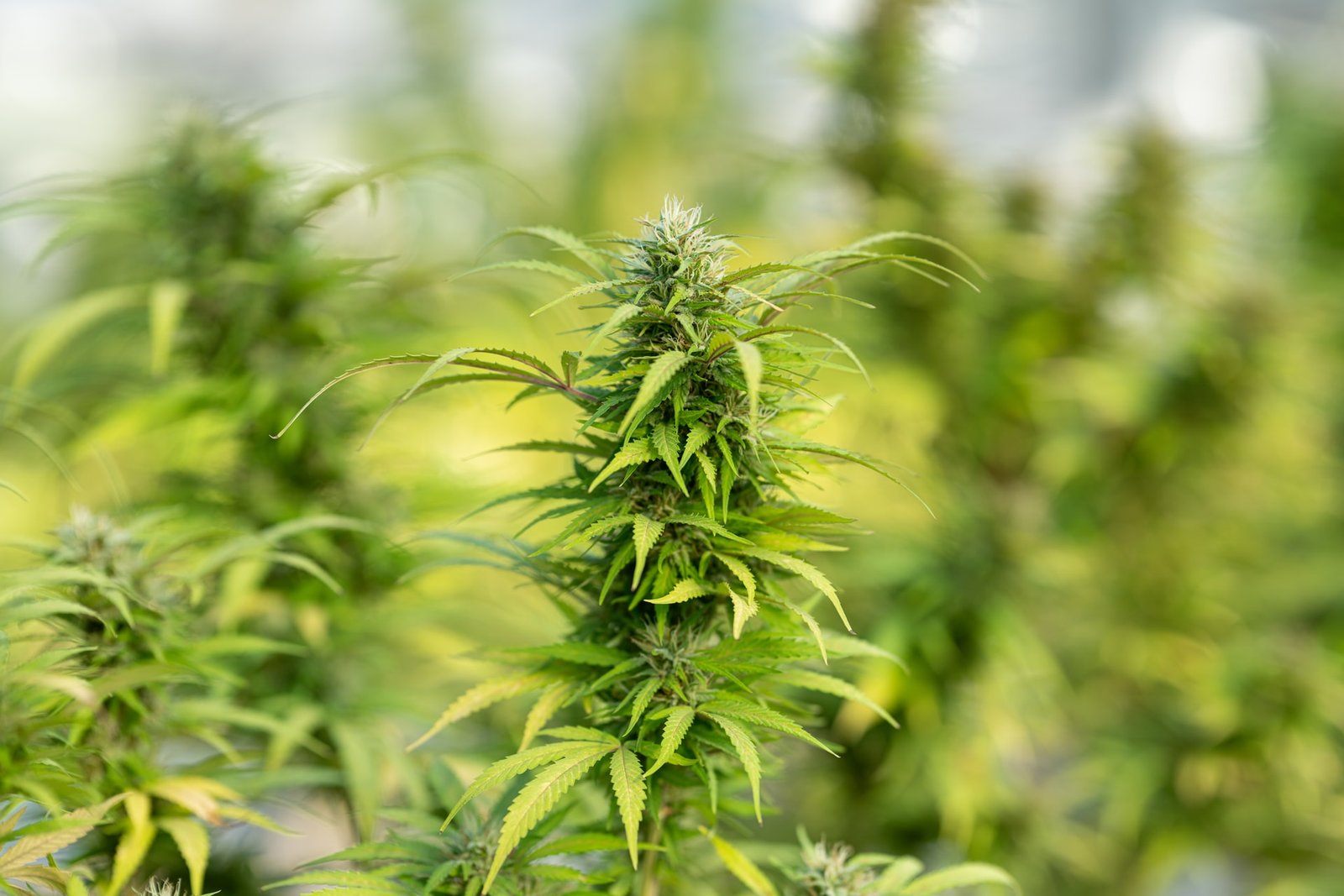 bright green cannabis growing