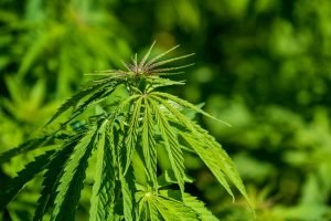 bright green hemp plant close up