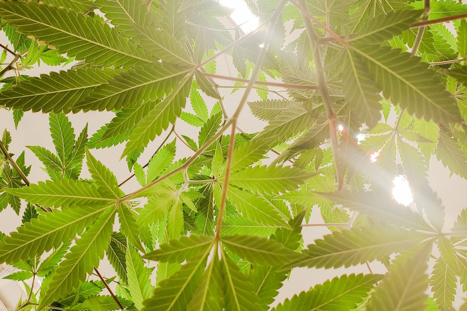 cannabis leaf canopy through light
