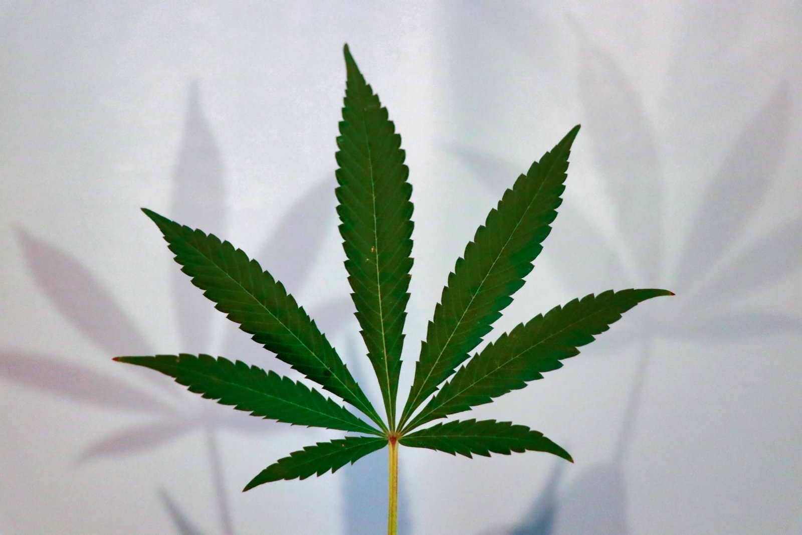 cannabis leaf making shadows on white wall