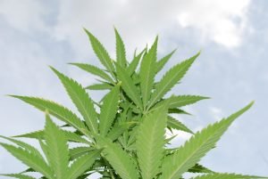 cannabis leaves with sky in background