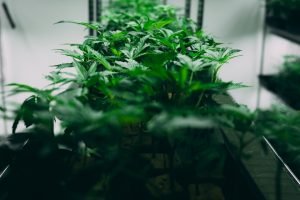 cannabis plants stack on shelf