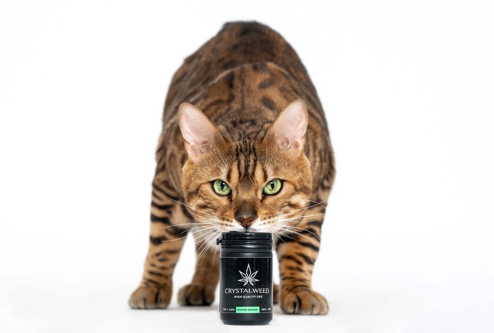 cat resting head on CBD bottle