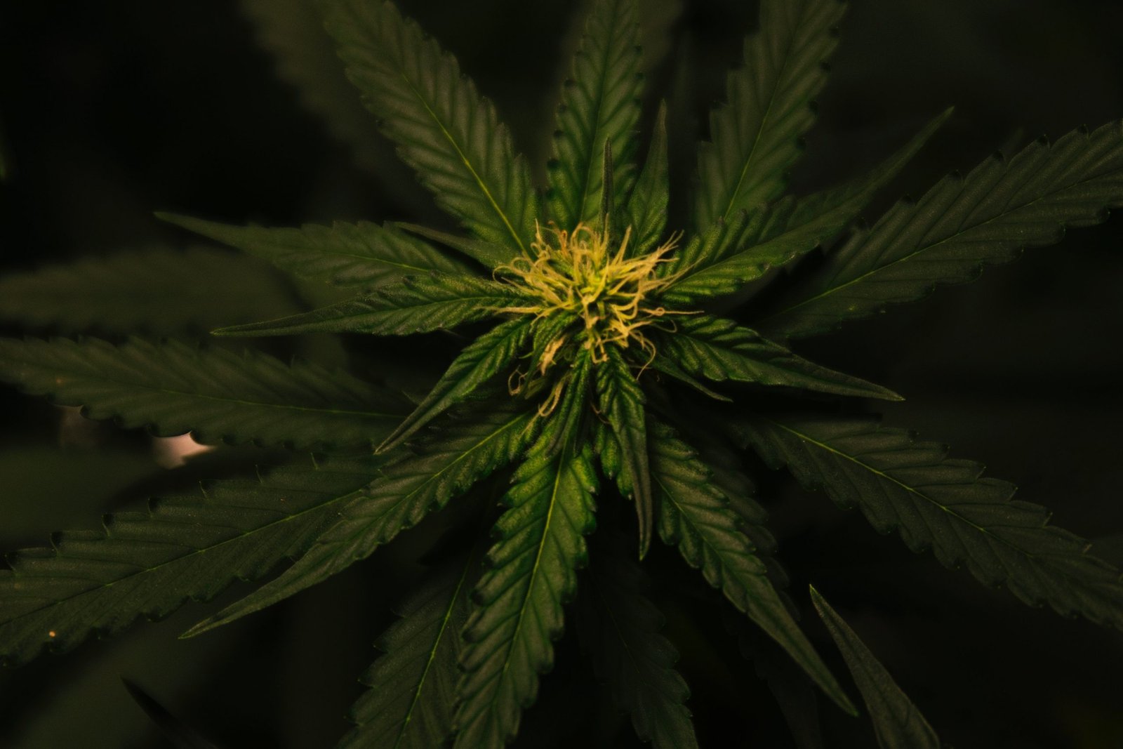 close up of hemp plant with yellow flowers in the middle