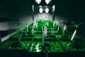 dark indoor cannabis grow room