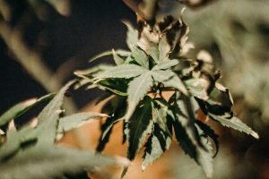 dry looking cannabis leaves