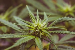 early cannabis flower
