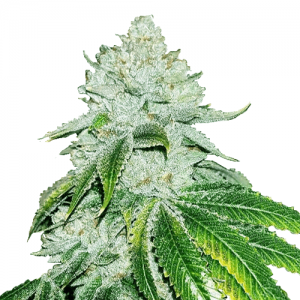 White Widow Cannabis Seeds Australia fast local shipping