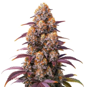Gelato Cannabis Seeds For Sale CG Australia