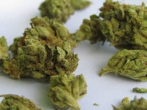 green cannabis buds on white surface