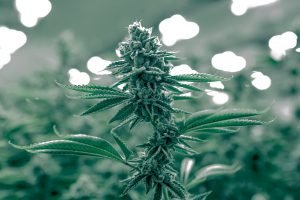 green cannabis flowers and trichomes