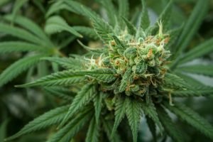 green leaves and yellow cannabis flowers