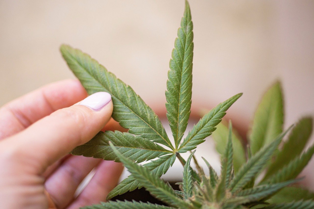 hand holding a cannabis leaf