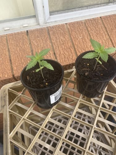 Click to view full screen AK-47 Feminized Seeds photo review