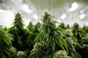 indoor marijuana plants growing under lights